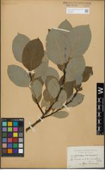 Foto von Salix glandulifera Flod. x Salix hastata L.